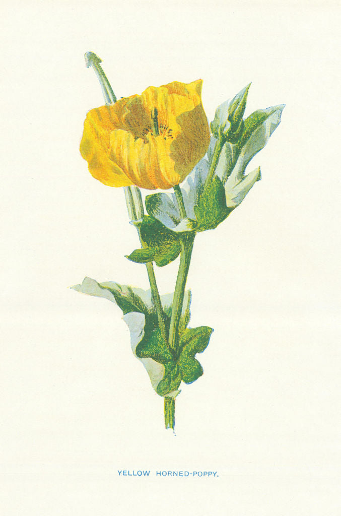 Yellow Horned-Poppy. Wild Flowers by Frederick Edward Hulme c1895 old print